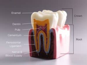 Anatomy of Tooth